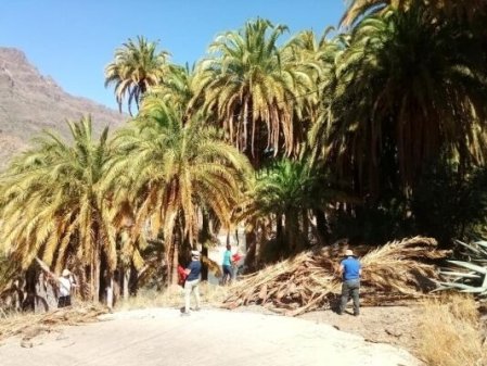 P1514 EL PALMERAL CRECE