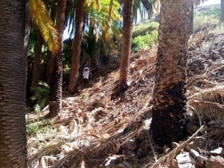 P1514 EL PALMERAL CRECE