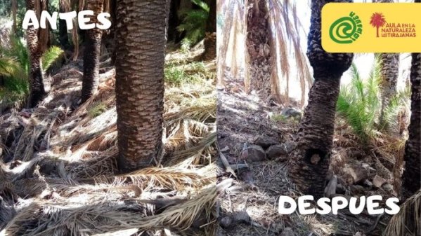 P1514 EL PALMERAL CRECE