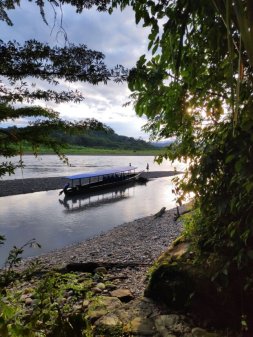 Reforestando la amazonía