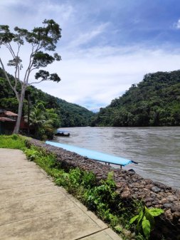 Reforestando la amazonía