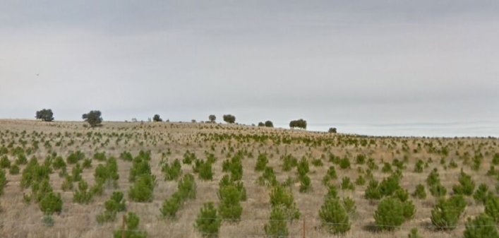Reforestación a gran escala en terrenos degradados.