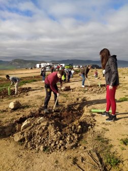 Reforestación a gran escala en terrenos degradados.