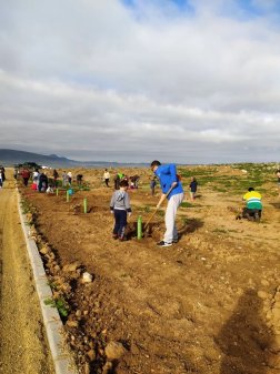 Reforestación a gran escala en terrenos degradados.