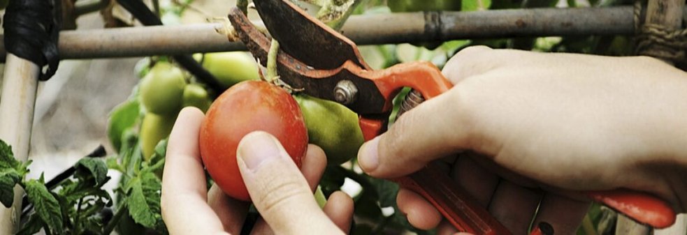 La alegría de la Huerta