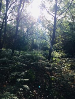El libro bosque