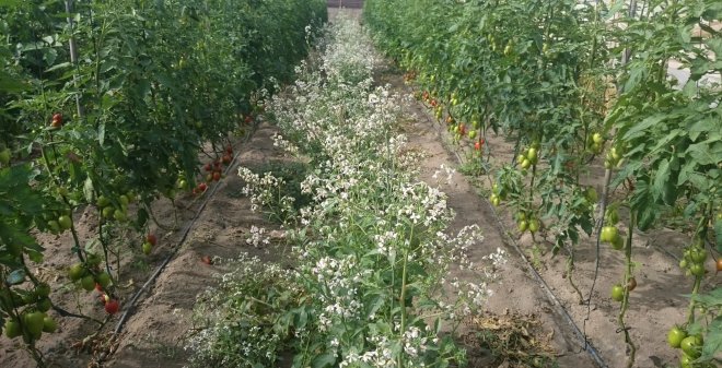 Recolecta tu propia verdura agroecologica