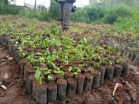 Reforestación contra el cambio climático