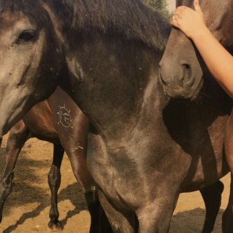 CABALLOS MAESTROS
