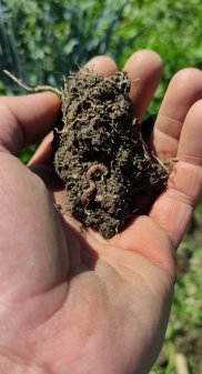 Recolecta tu propia verdura agroecologica