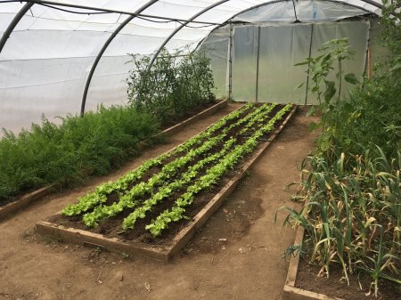 ECOAULAS: Integrando el medio natural en las aulas (CEIP COSTA QUEBRADA)