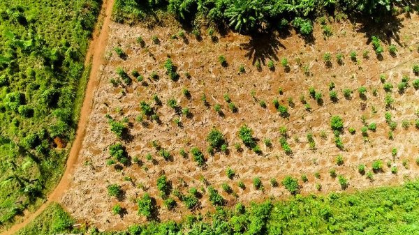 Reforestación contra el cambio climático