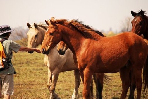 CABALLOS MAESTROS