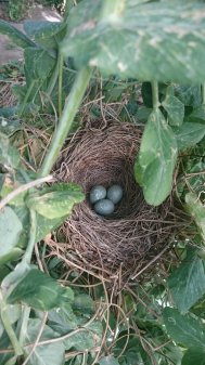 Recolecta tu propia verdura agroecologica