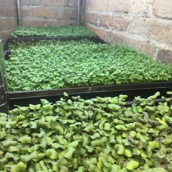 Perpetual Microgreens: Come Vida
