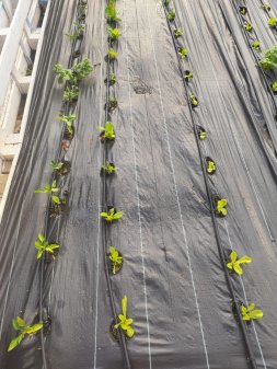 Huerto Ecologico CEIP Jose Sánchez y Sánchez