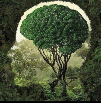 El libro bosque