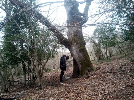 Baños de Bosque: en busca del bosque