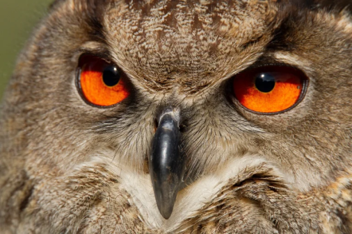 La Mironera: Actividades de naturaleza por la biodiversidad