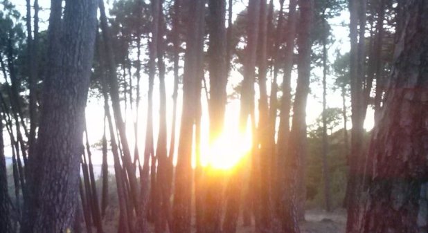 BOSQUE MÁGICO FUENTE DE PINO