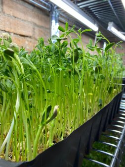 Perpetual Microgreens: Come Vida