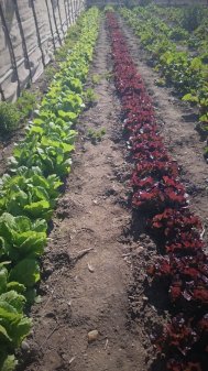 Recolecta tu propia verdura agroecologica