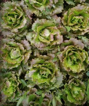 Piel con piel. Productos ecológicos a pie de huerta.