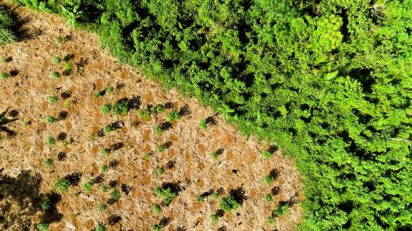 Reforestación contra el cambio climático