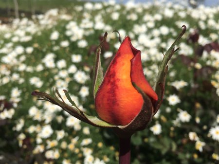 Jardines de Biodiversidad