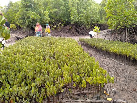 Reforestación contra el cambio climático