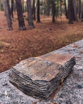 BOSQUE MÁGICO FUENTE DE PINO