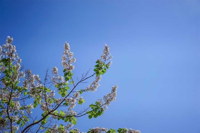 Árbol kiri: Como ayudar a preservar el planeta desde casa