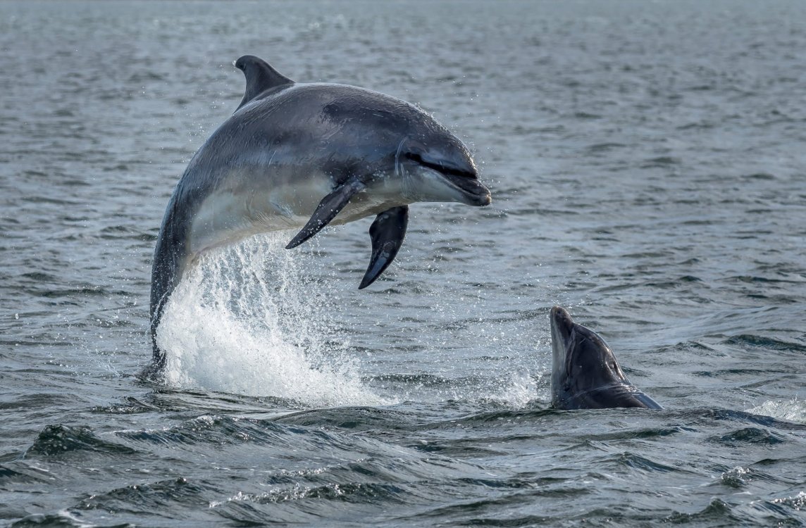 Delfines en España: especies y dónde podemos verlos