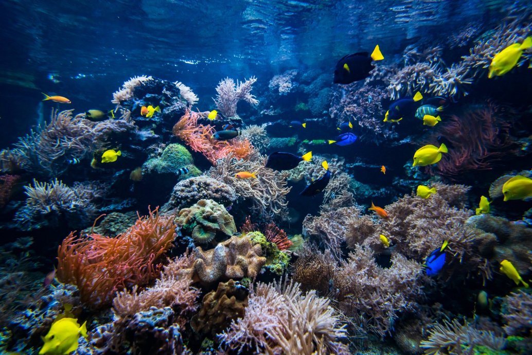 ¿Cómo afecta la contaminación a los arrecifes de coral? 