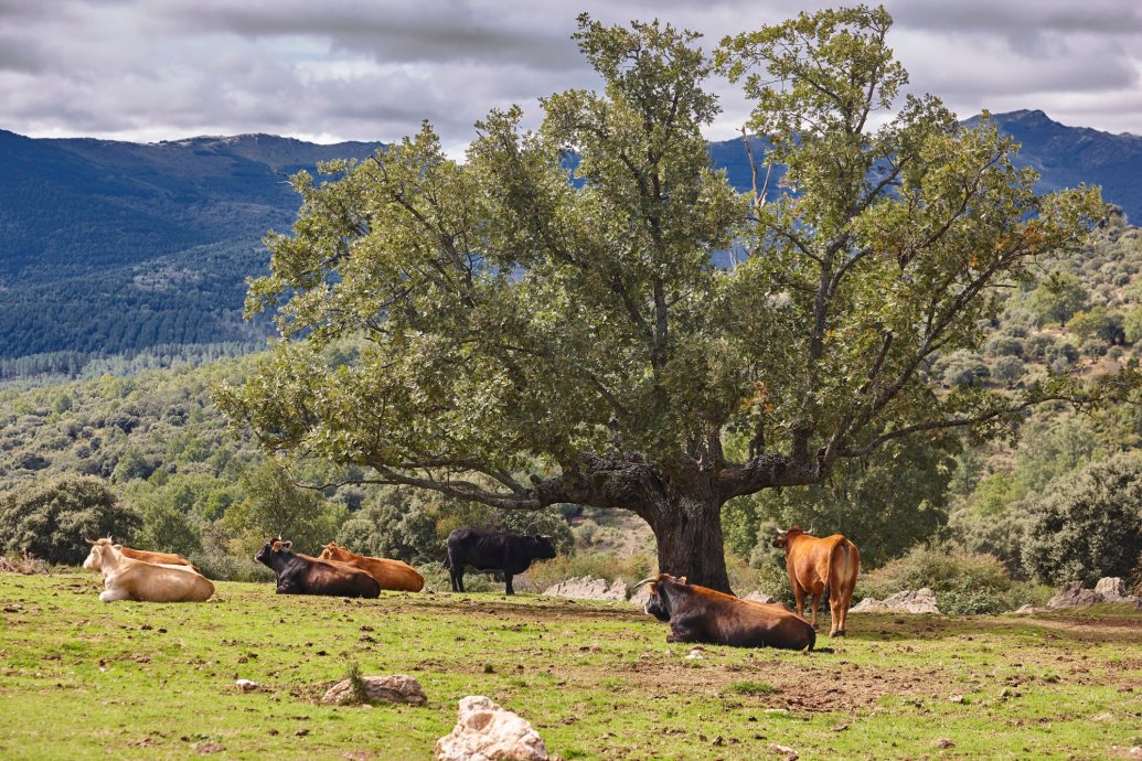 Conoce las claves de la nueva Ley de Restauración de la Naturaleza 