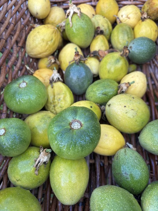 Escuela de ecología 