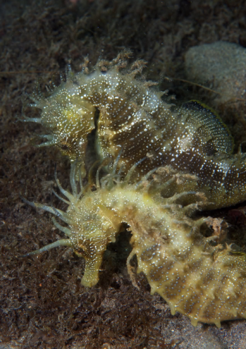 Población caballitos de mar - Club de buceo CIES Algeciras
