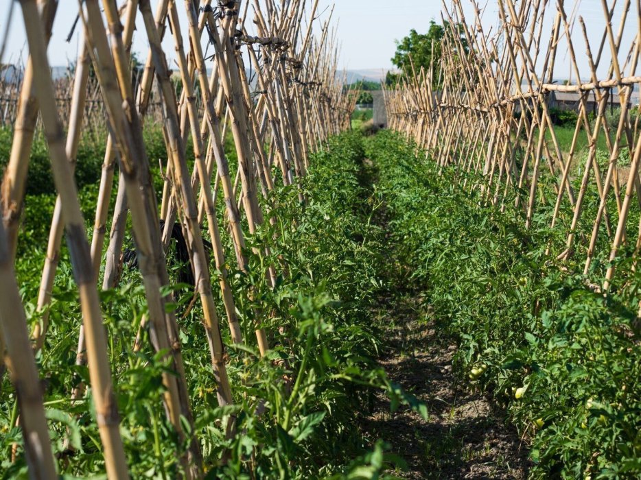 Valle y Vega Cooperativa Agroecológica de Granada, Fomentamos un consumo sostenible.