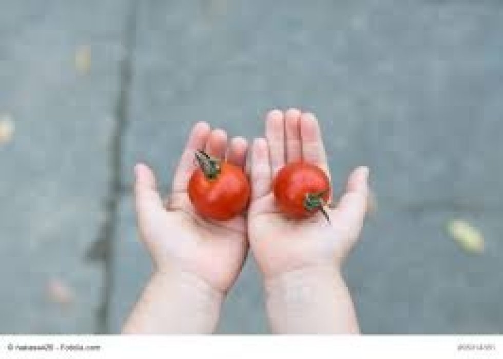 Huerto Escolar Ecológico CEIP Santa Úrsula