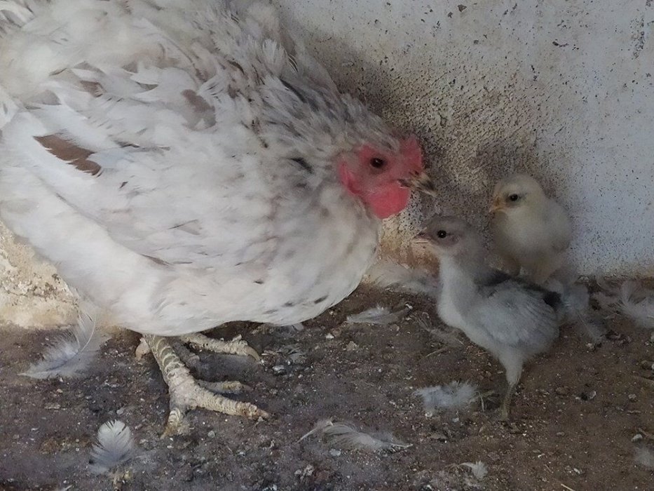 Salvemos a la Gallina Extremeña Azul