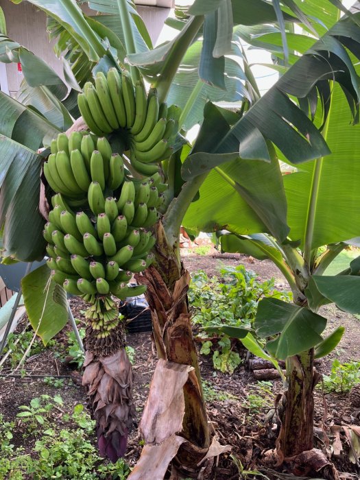 Huerto Escolar E.E.I. Doña Carmela 