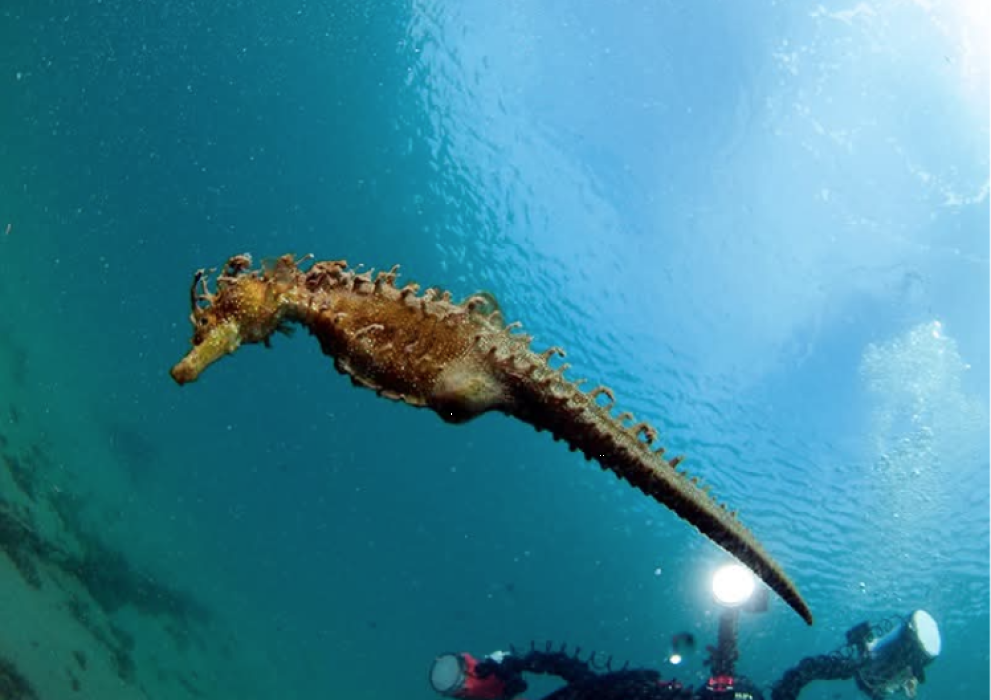 Población caballitos de mar - Club de buceo CIES Algeciras
