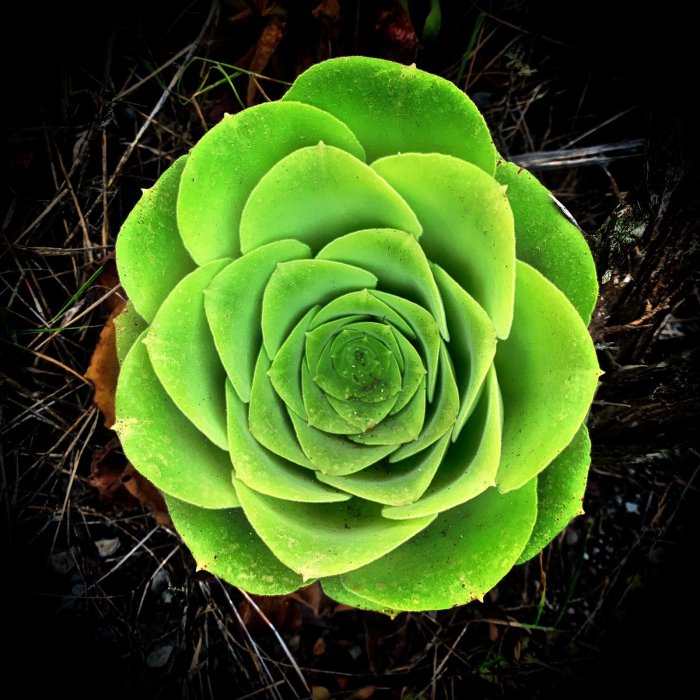 Escuela de ecología 