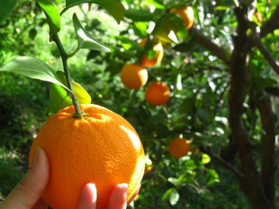 Valle y Vega Cooperativa Agroecológica de Granada, Fomentamos un consumo sostenible.