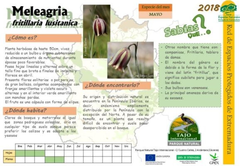 Calendario de especies Tajo Internacional