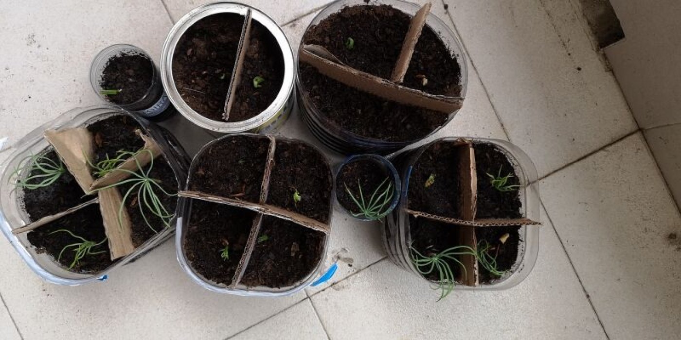 Ecoplantacion de pinos y encimas