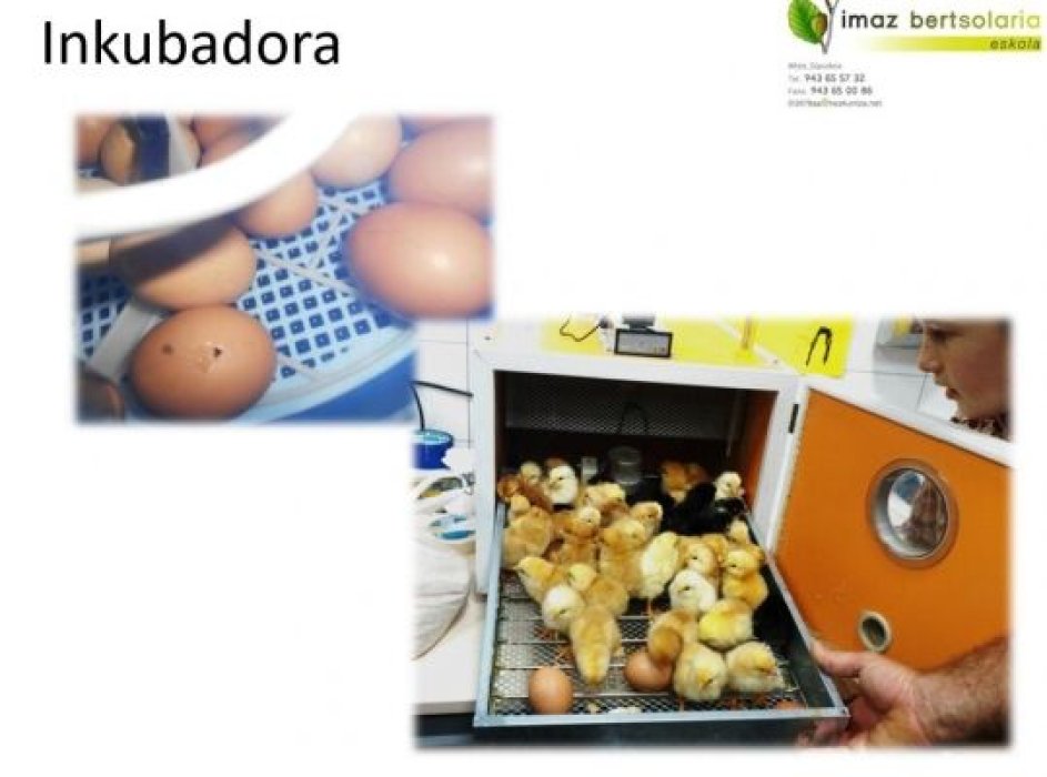 COMO INTEGRAR LA SOBERANIA ALIMENTARIA EN EL CURRÍCULUM
