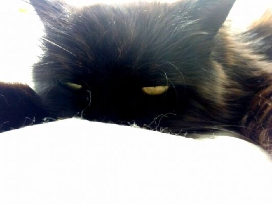 Miau (Ideas con amor)