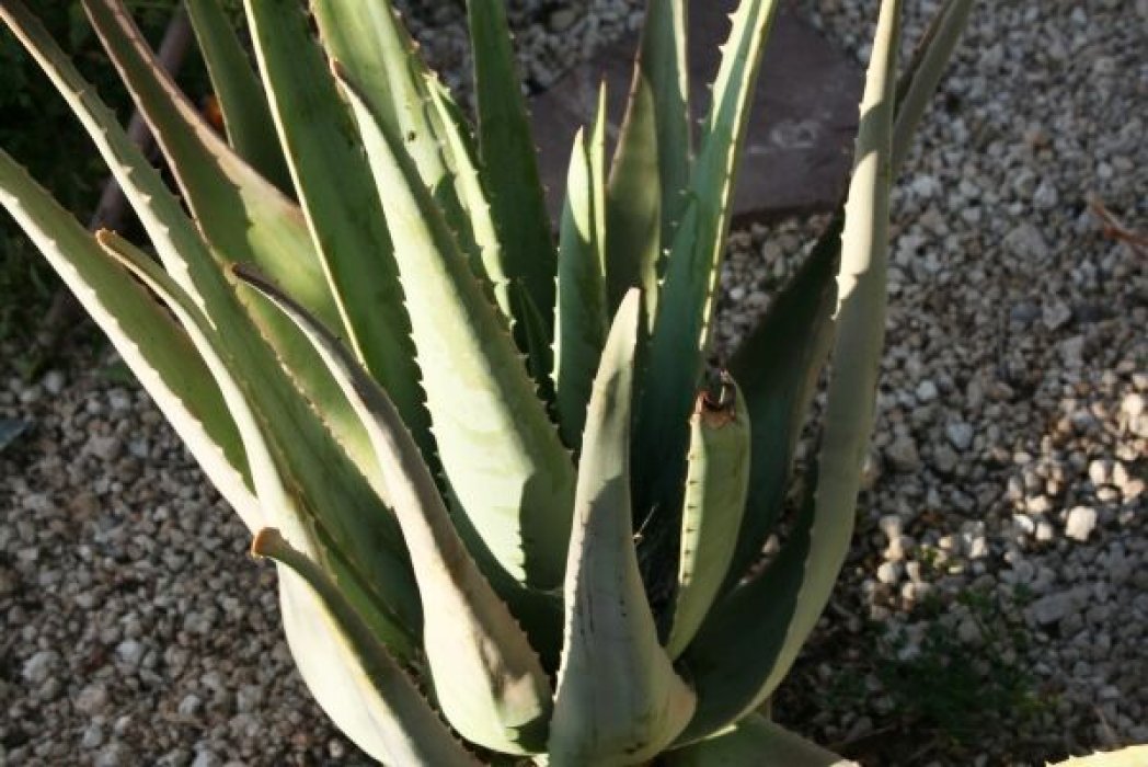 Las JalaPeñas