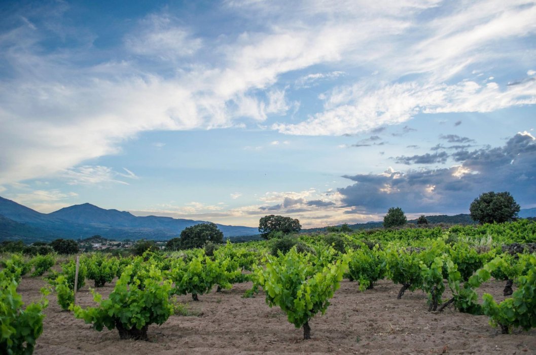 Bodega 7Navas